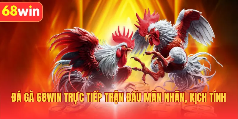 Đá Gà 68WIN Trực Tiếp Trận Đấu Mãn Nhãn, Kịch Tính